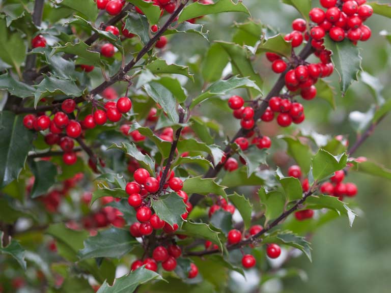 holly berries images