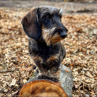 teckel dachshund puppies for sale