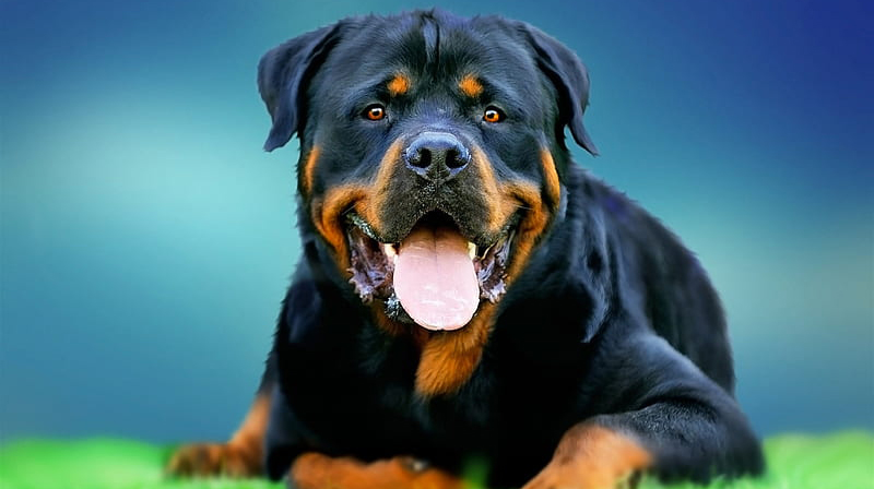 rottweiler price