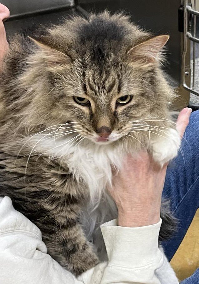 maine coon adoption austin