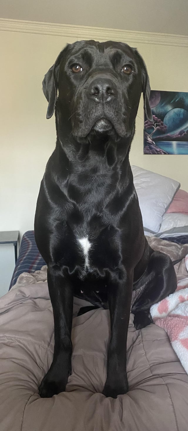 lab cross cane corso