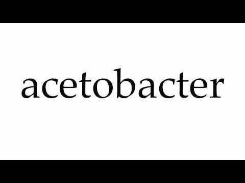 acetobacter pronunciation