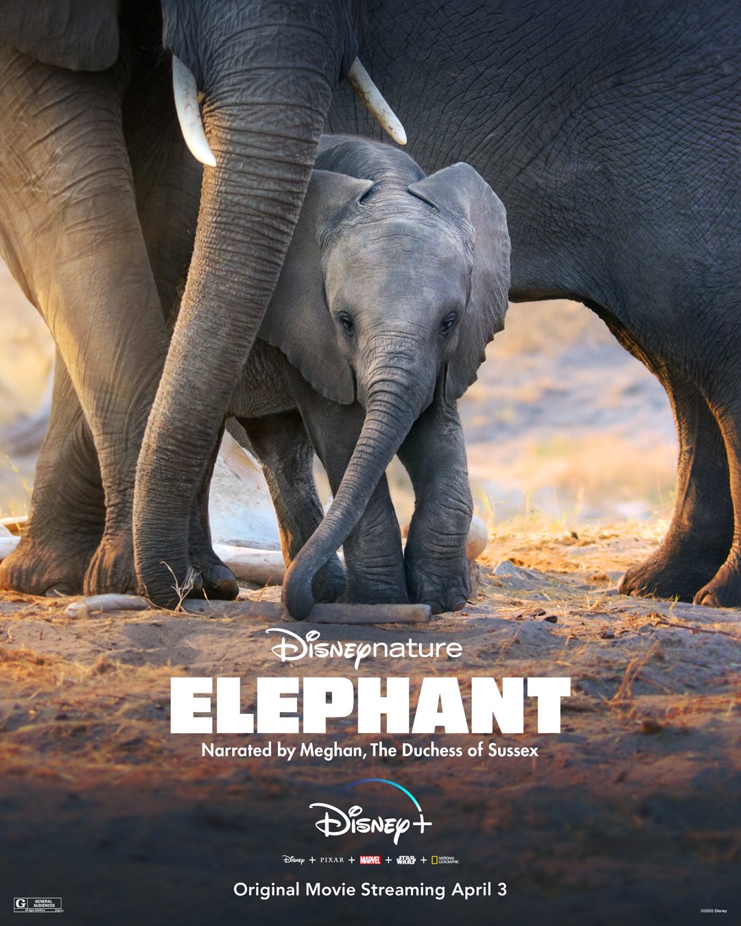 elephant 2003 netflix