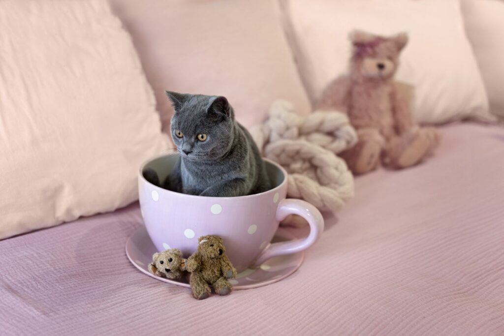 teacup cats price