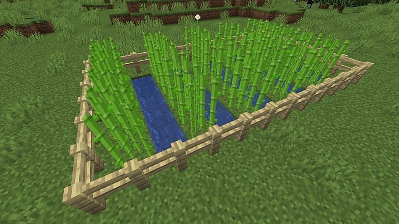 how do i plant sugarcane in minecraft