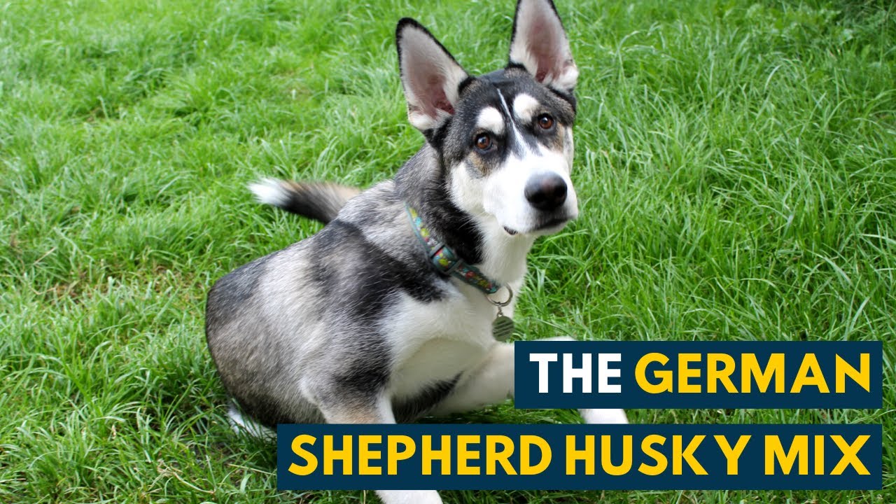 shepherd cross husky