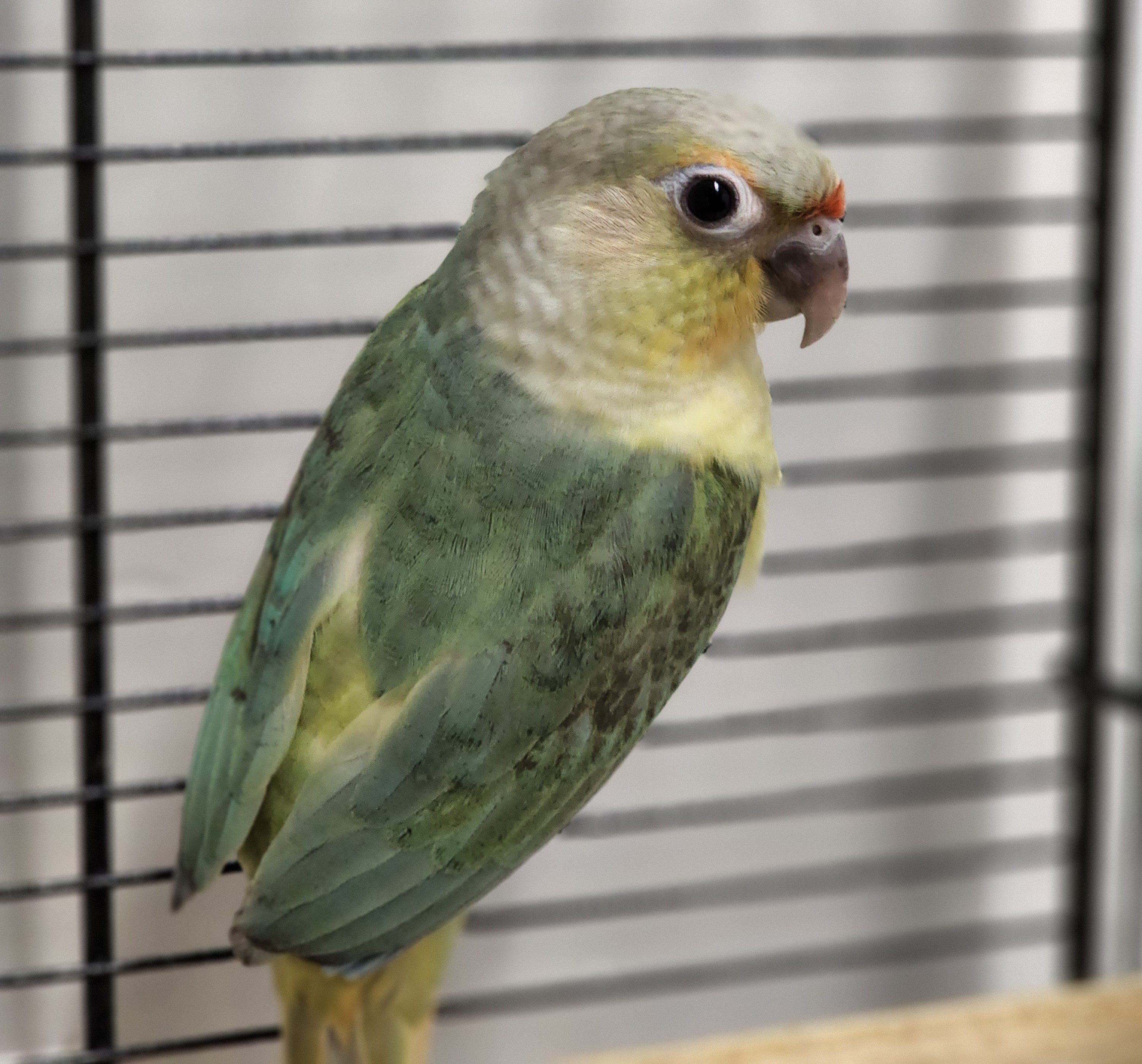 moon cheek conure