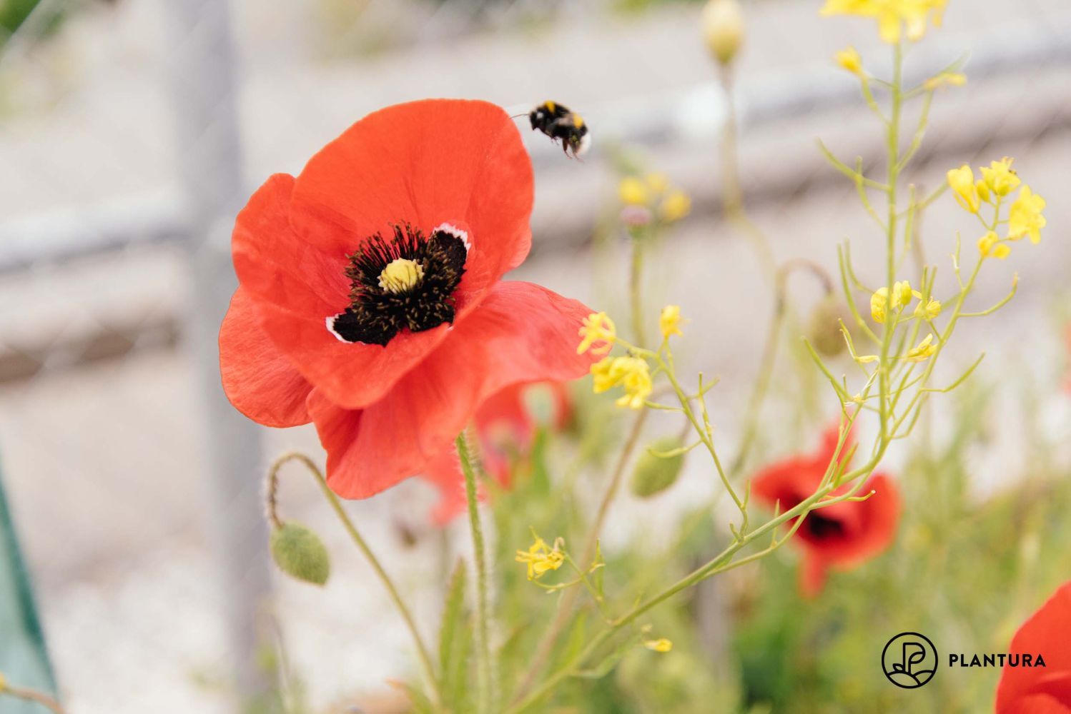 photo of poppies