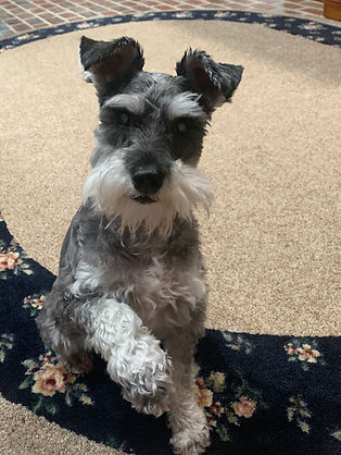 schnauzer texas