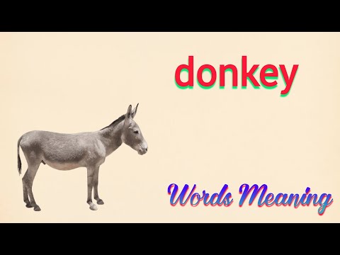 donkey from somewhere meaning in hindi