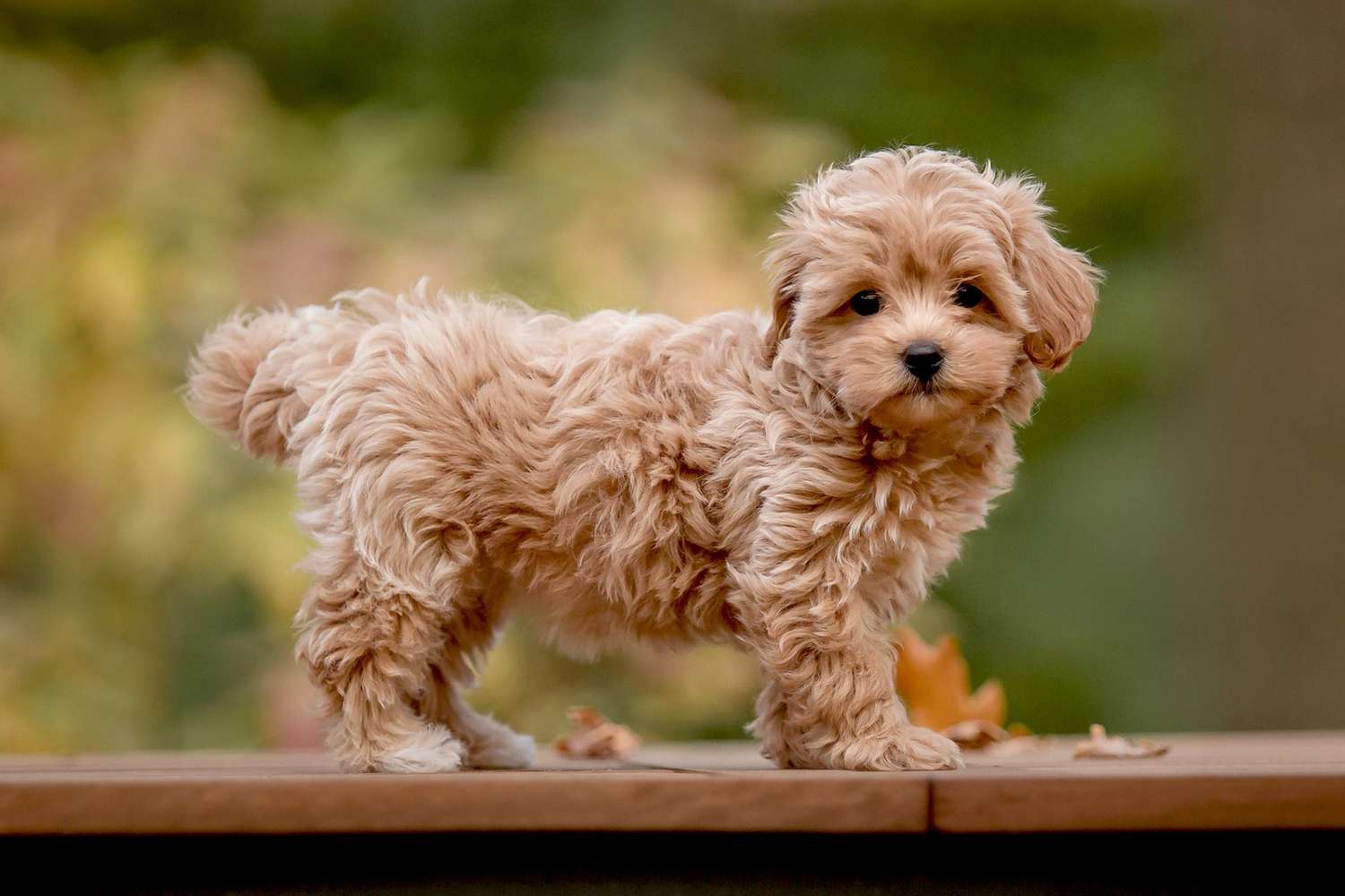 images of maltipoo puppies