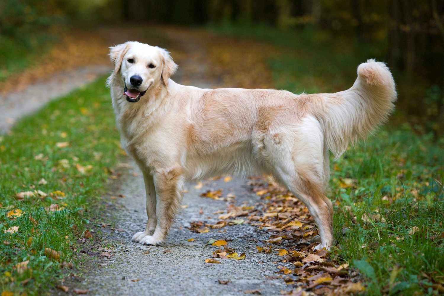 golden retrievers pictures