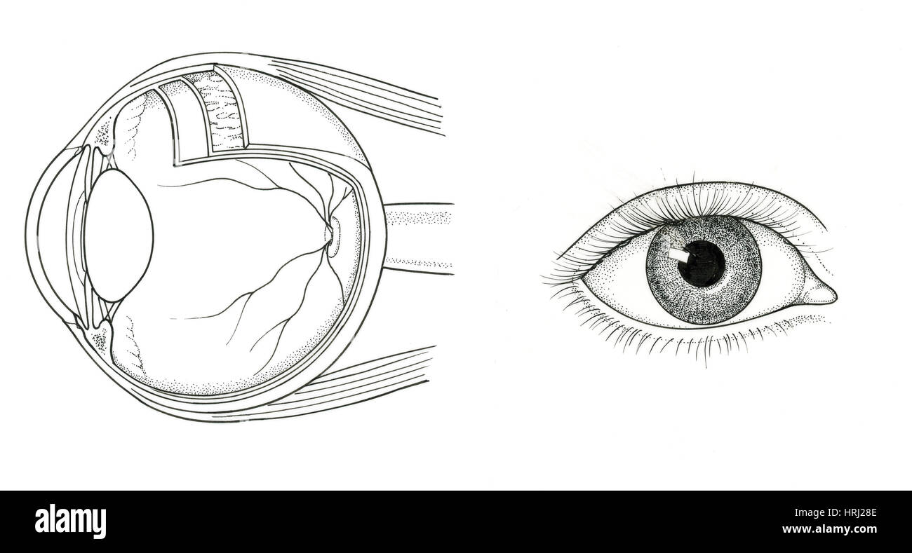 ojos anatomia dibujo