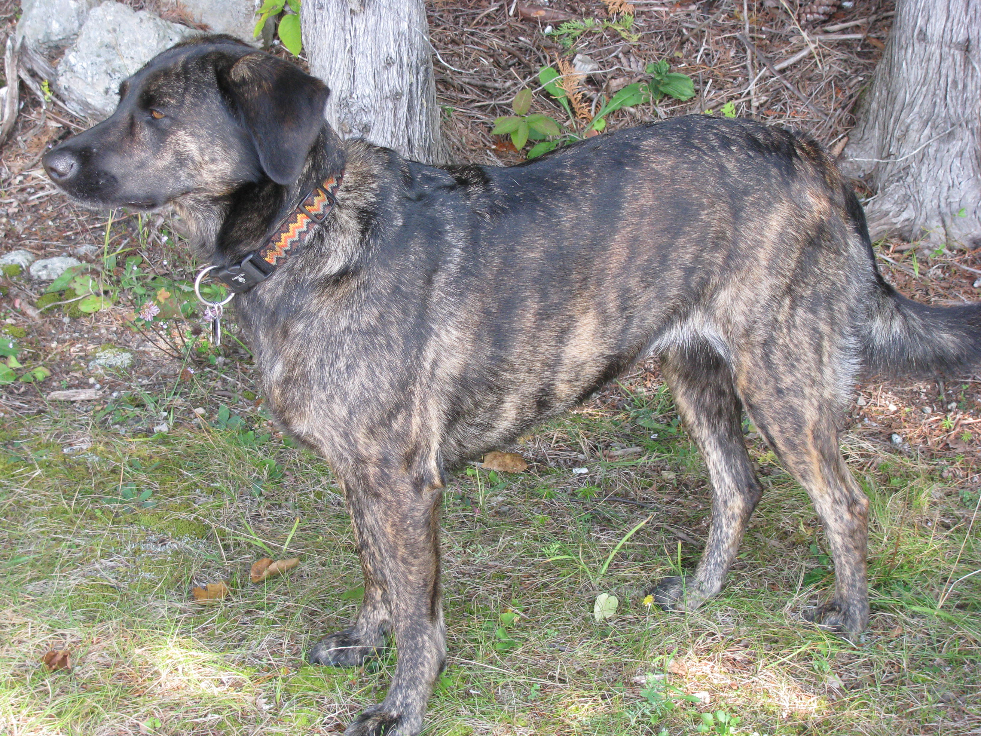 tree tennessee brindle