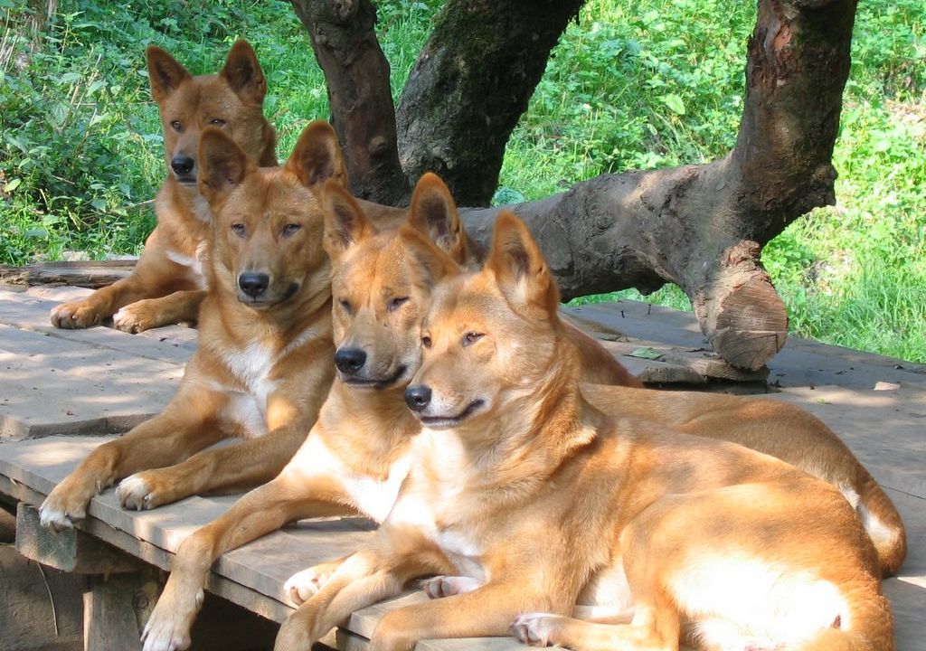 pictures of dingoes