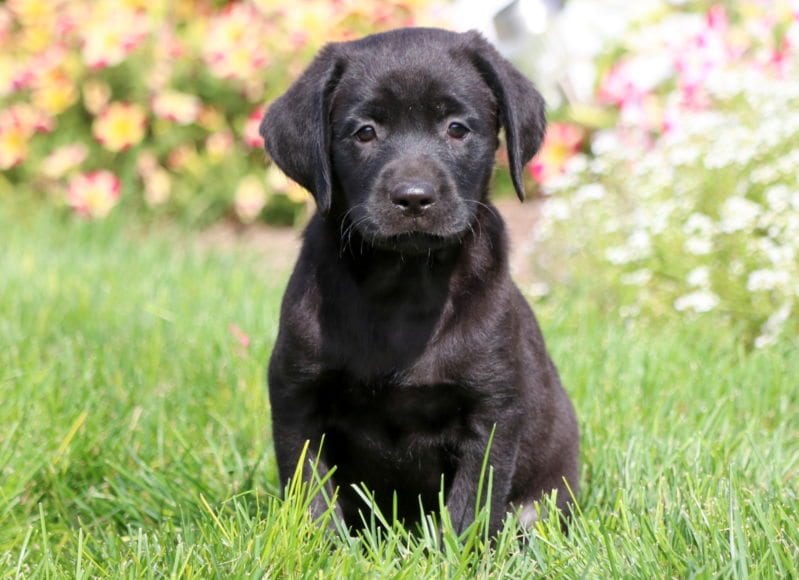 black lab puppies for sale