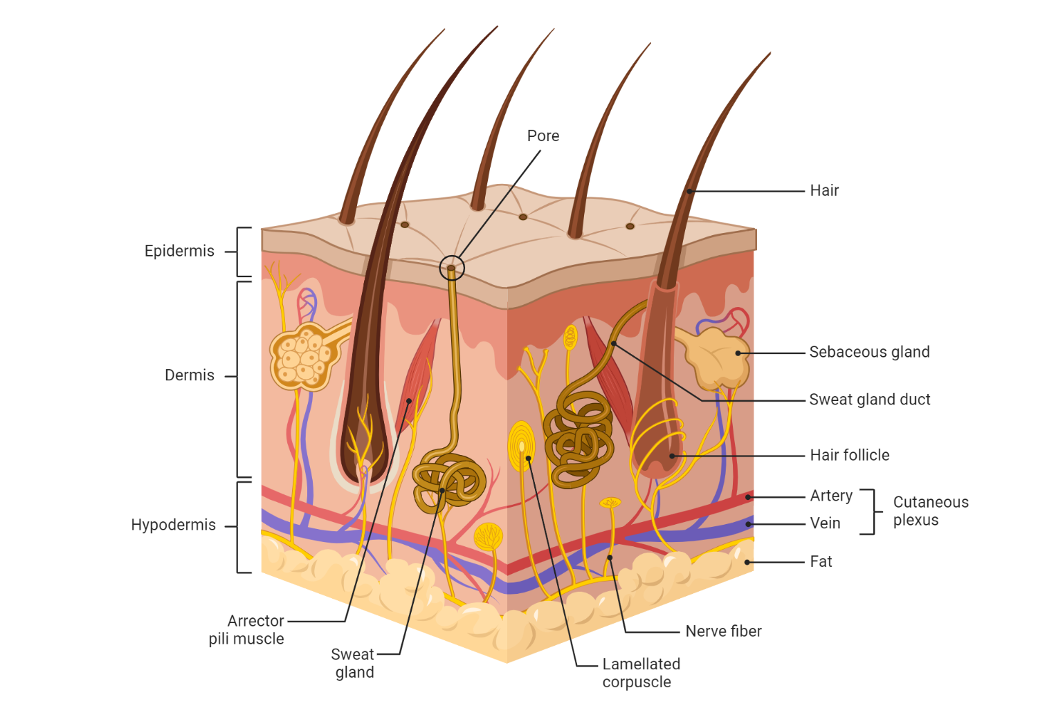 7 layers of skin mnemonic