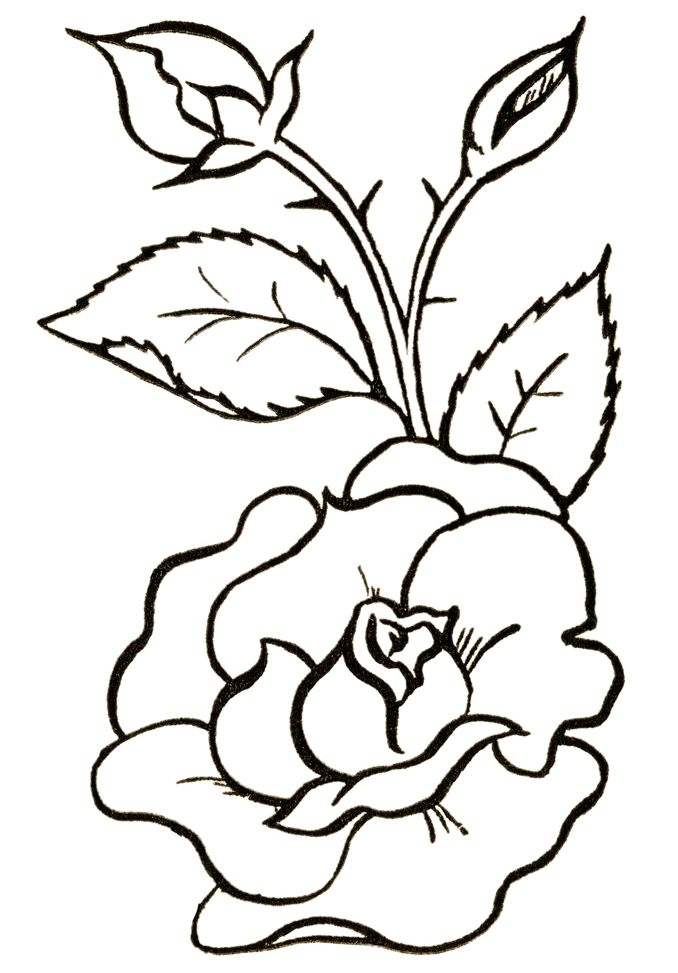 flower drawing clipart