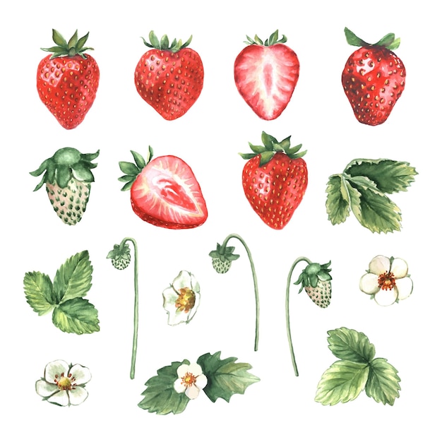 strawberry illustration