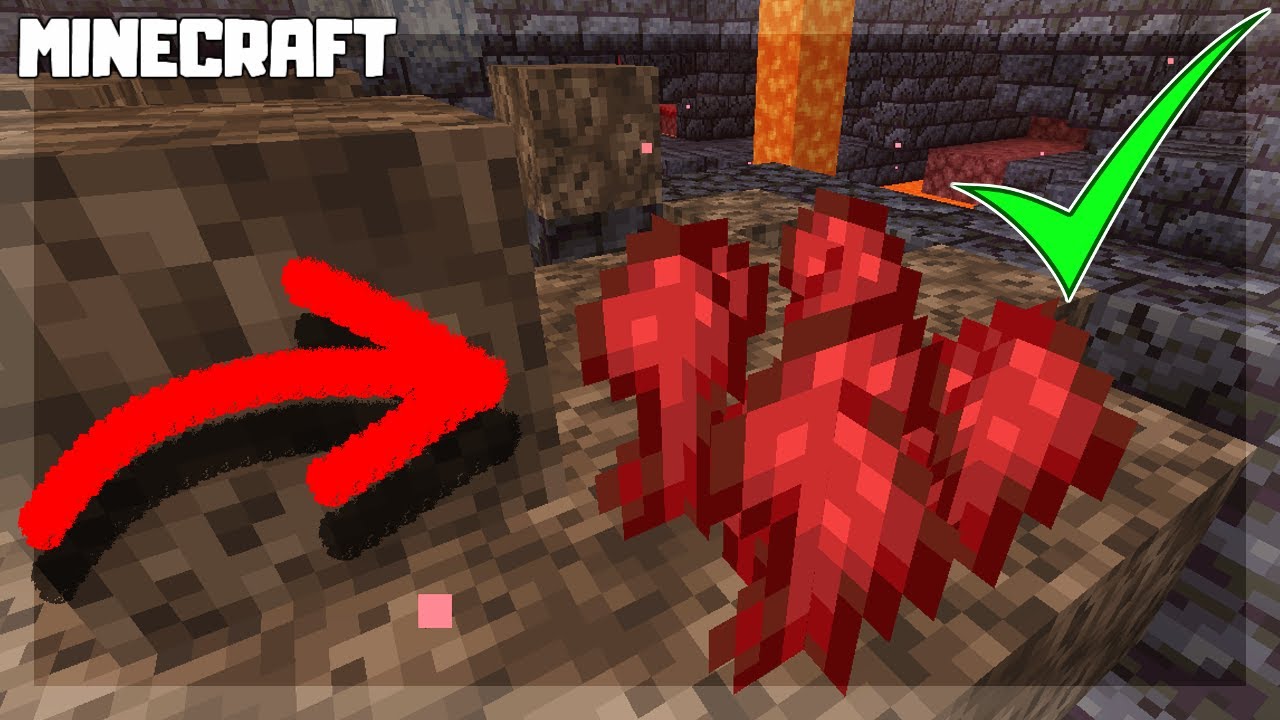 where do you find nether wart