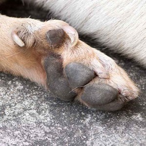 dew paw injury