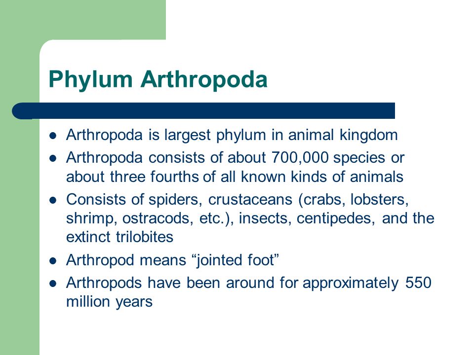 name the largest phylum of animal kingdom