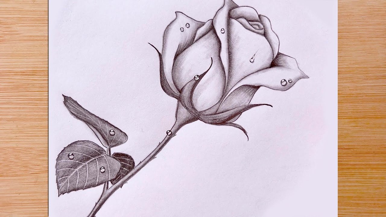 rose pencil drawing images