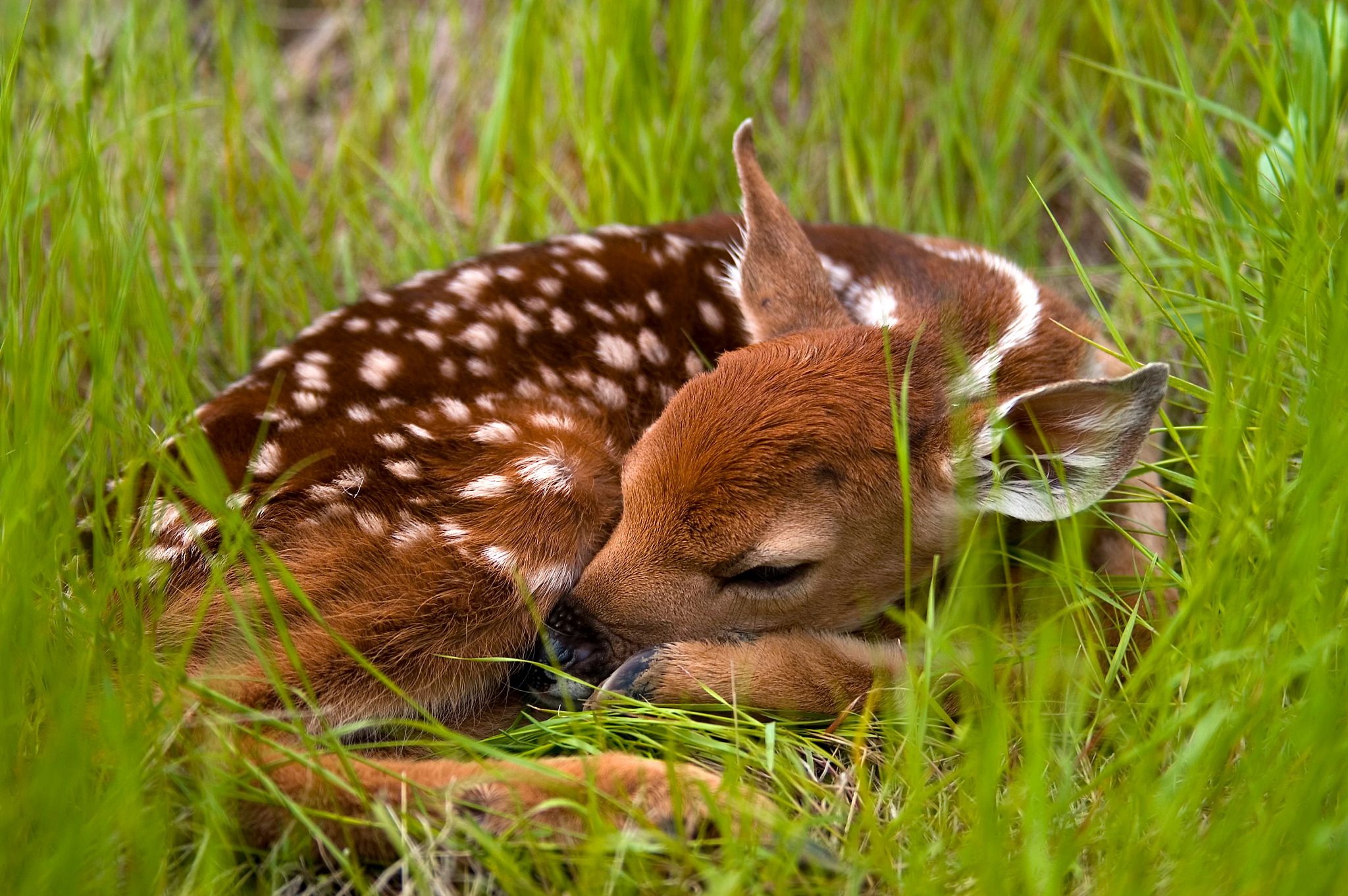 fawn pictures