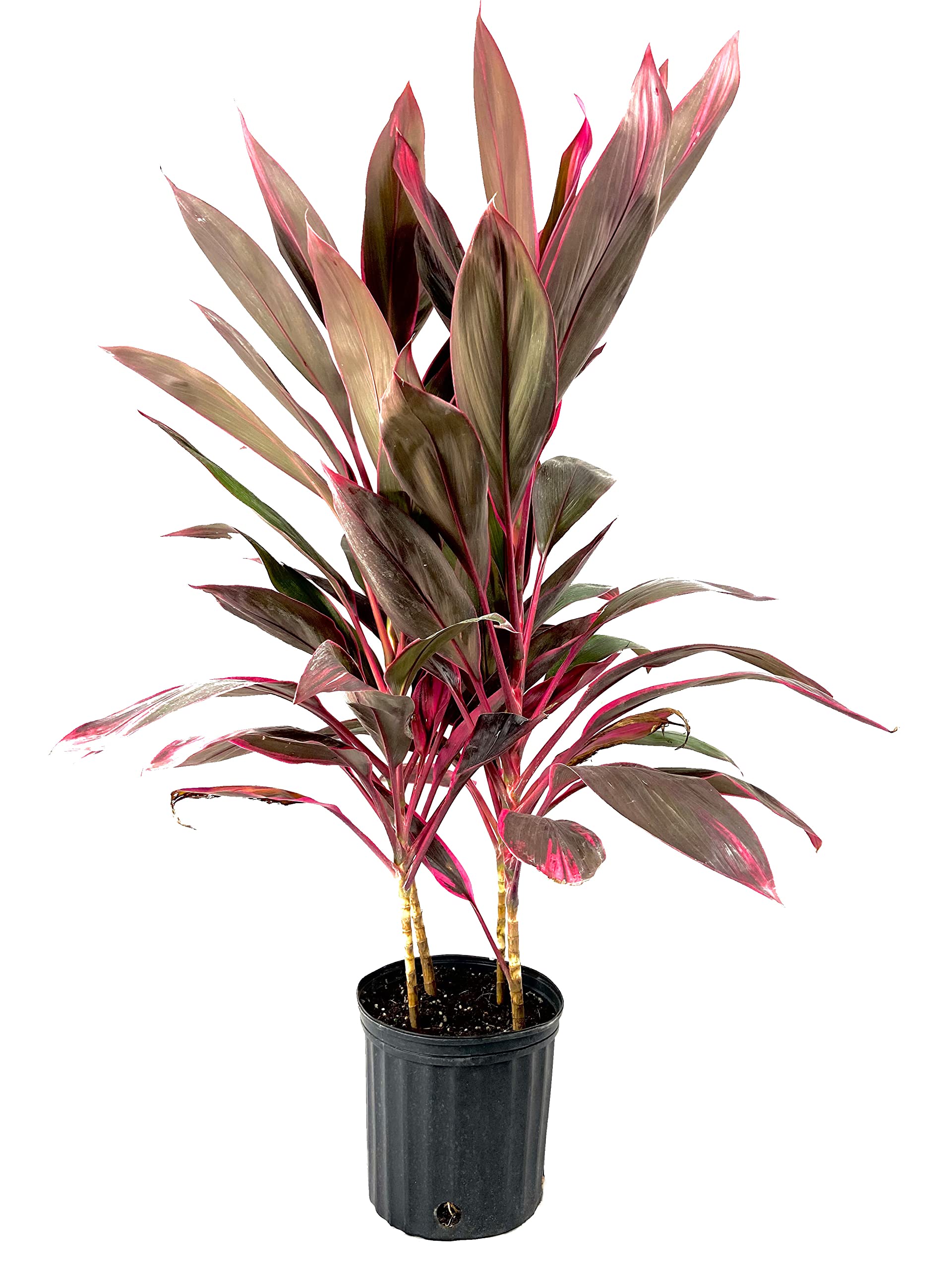 cordyline red sister plant