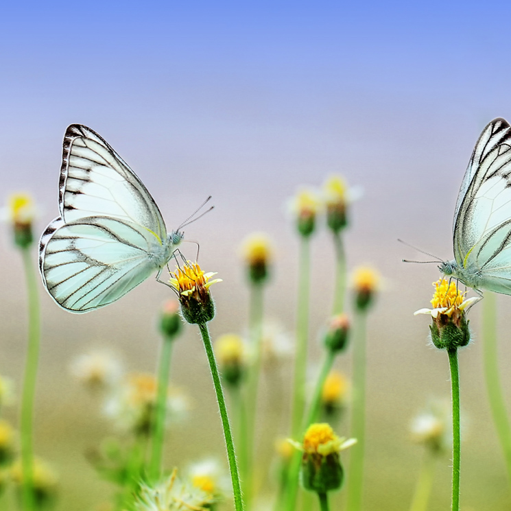 imágenes de flores con mariposas