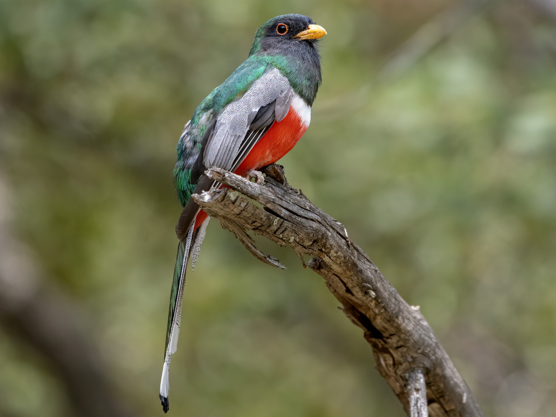 trogon