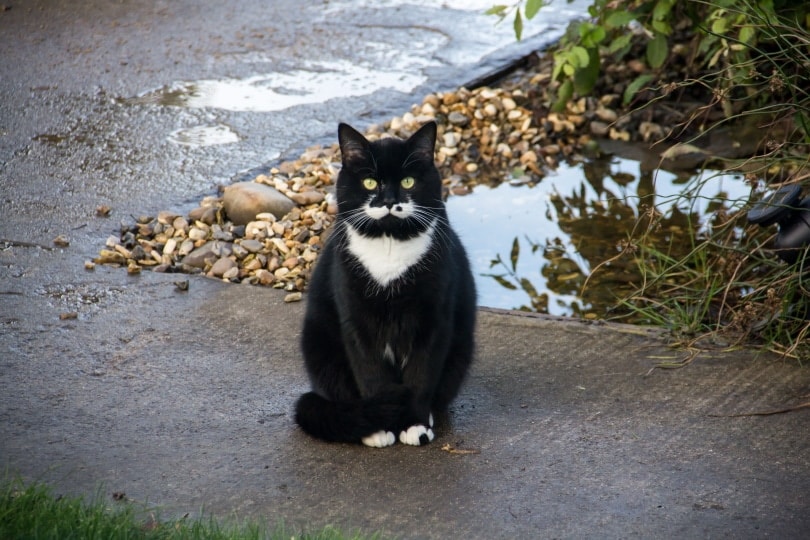 tuxedo cat names