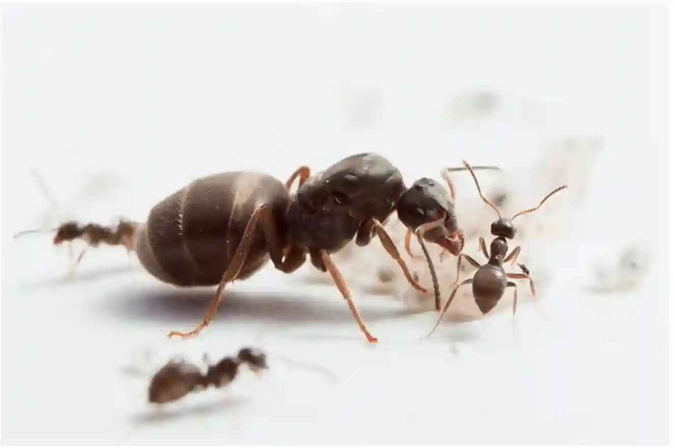 ants for ant farm uk
