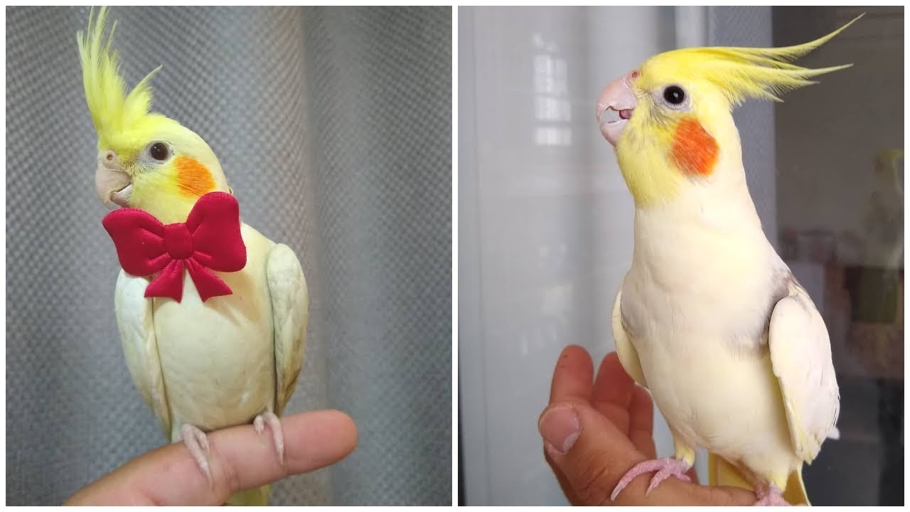 singing cockatiels