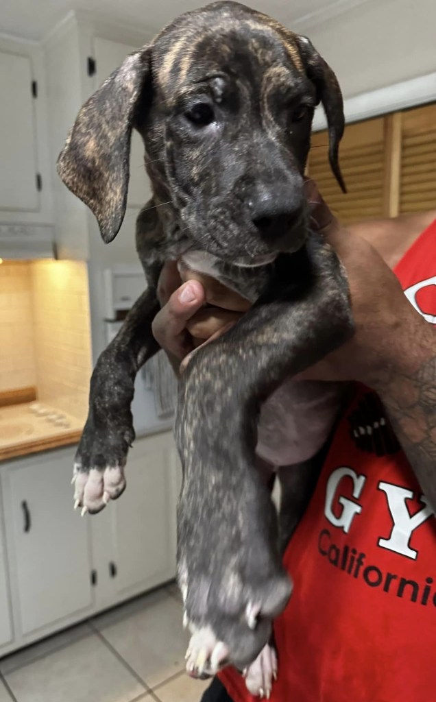 great dane cane corso mix puppies for sale