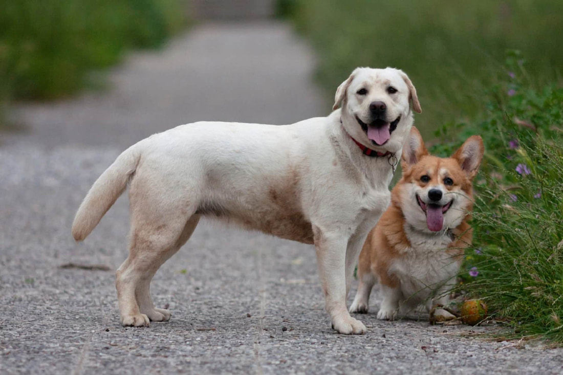 labrador retriever corgi mix