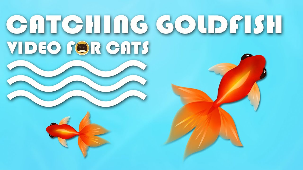 swimming fish for cats