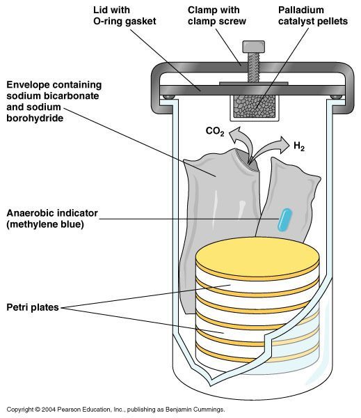 anaerobic jar diagram