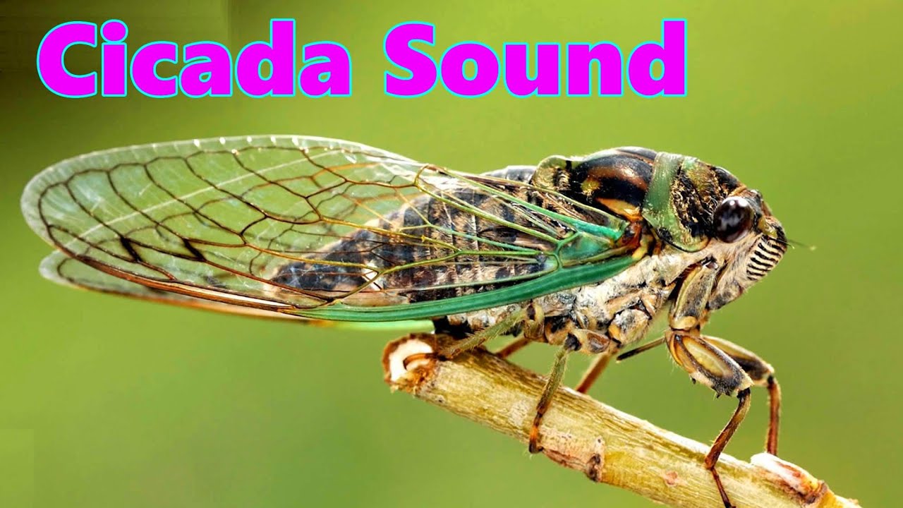 youtube cicada sound