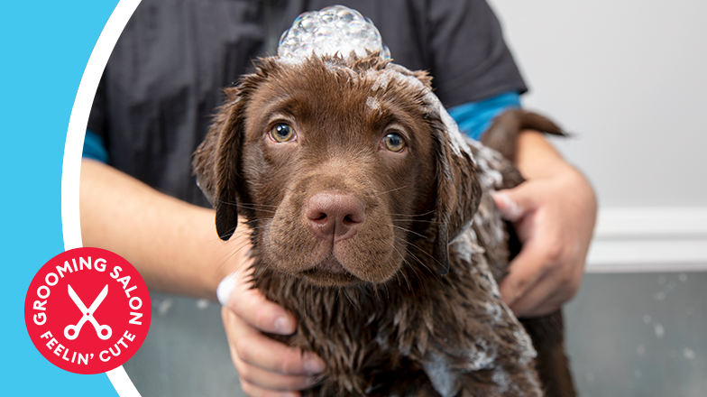 dog grooming aurora co