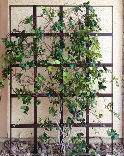 wrought iron trellis