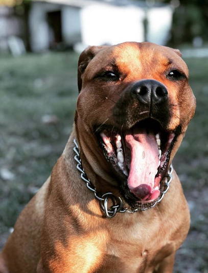 pit bull mixed with rottweiler