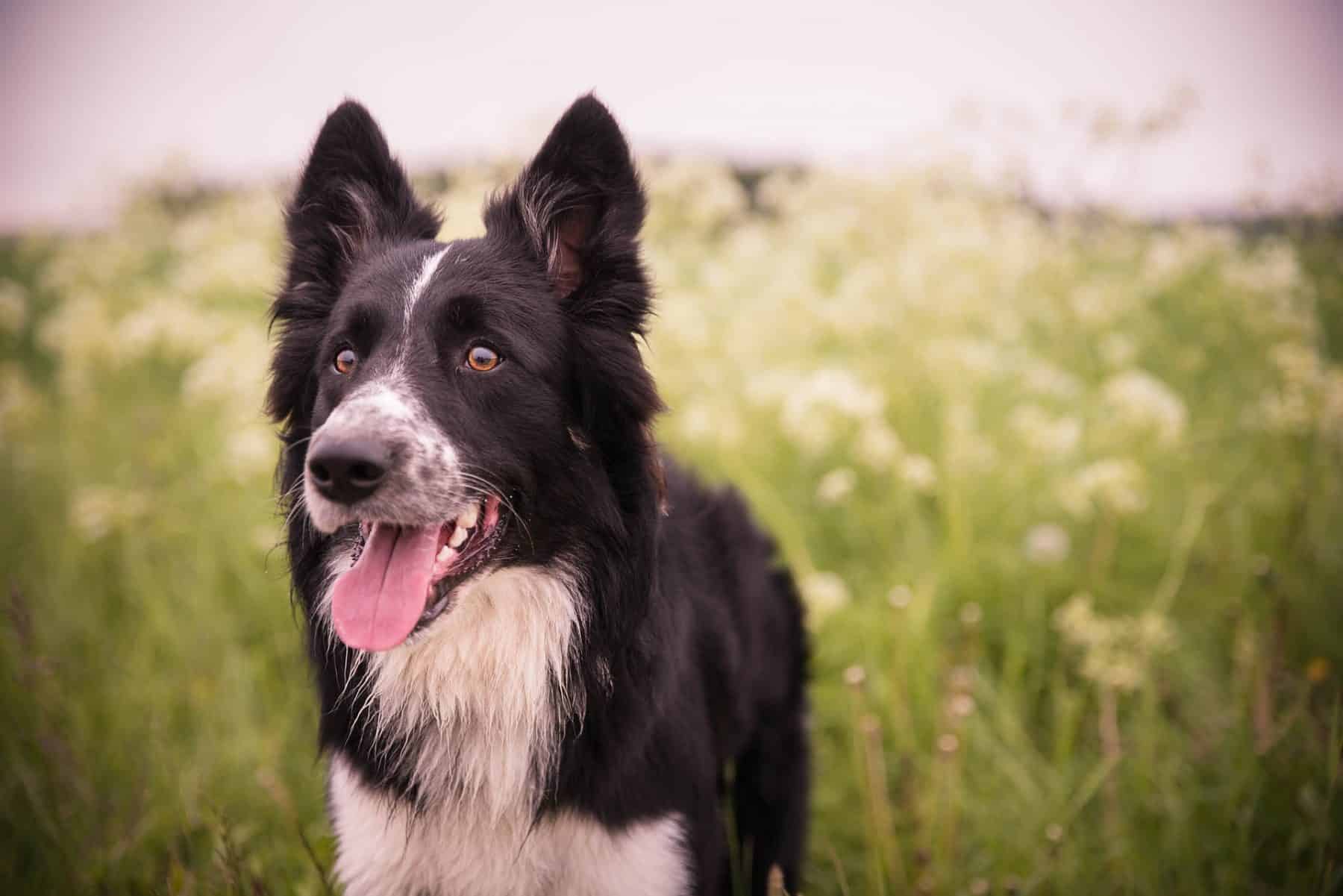 male dog names border collie