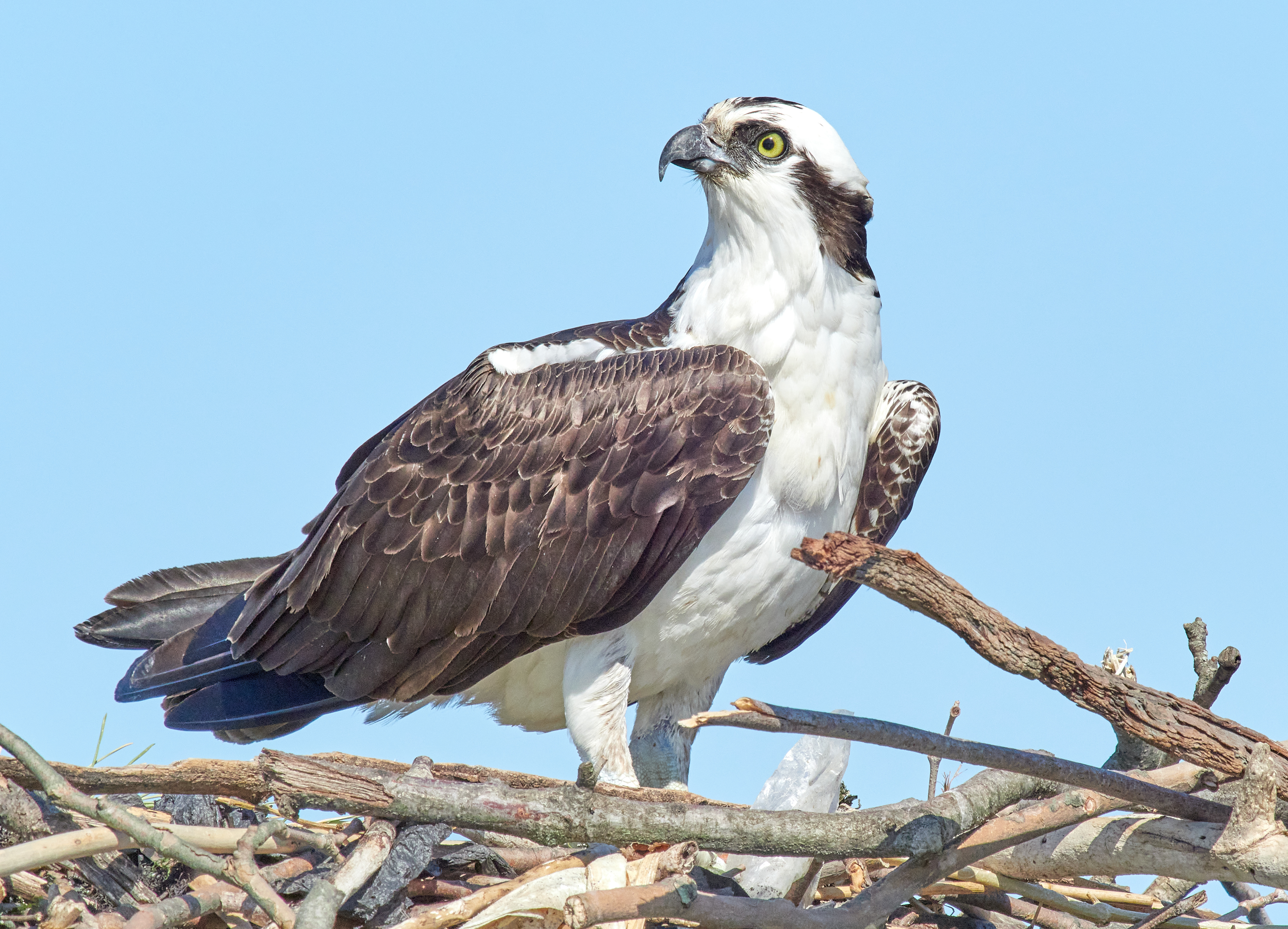 osprey vs seahawk