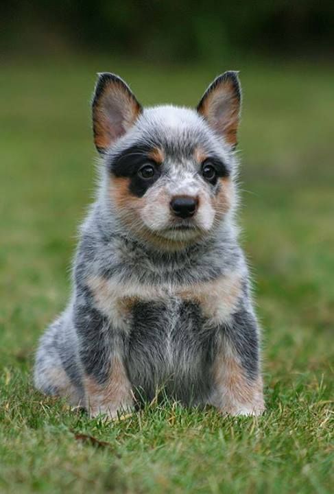 blue heeler australian