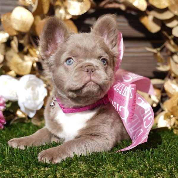 isabella fluffy frenchie price