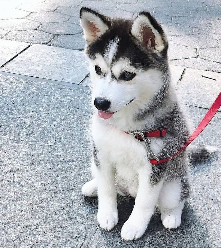 husky siberiano baby