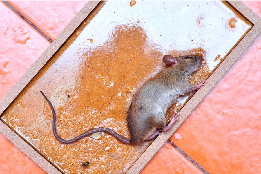 does antifreeze kill rats