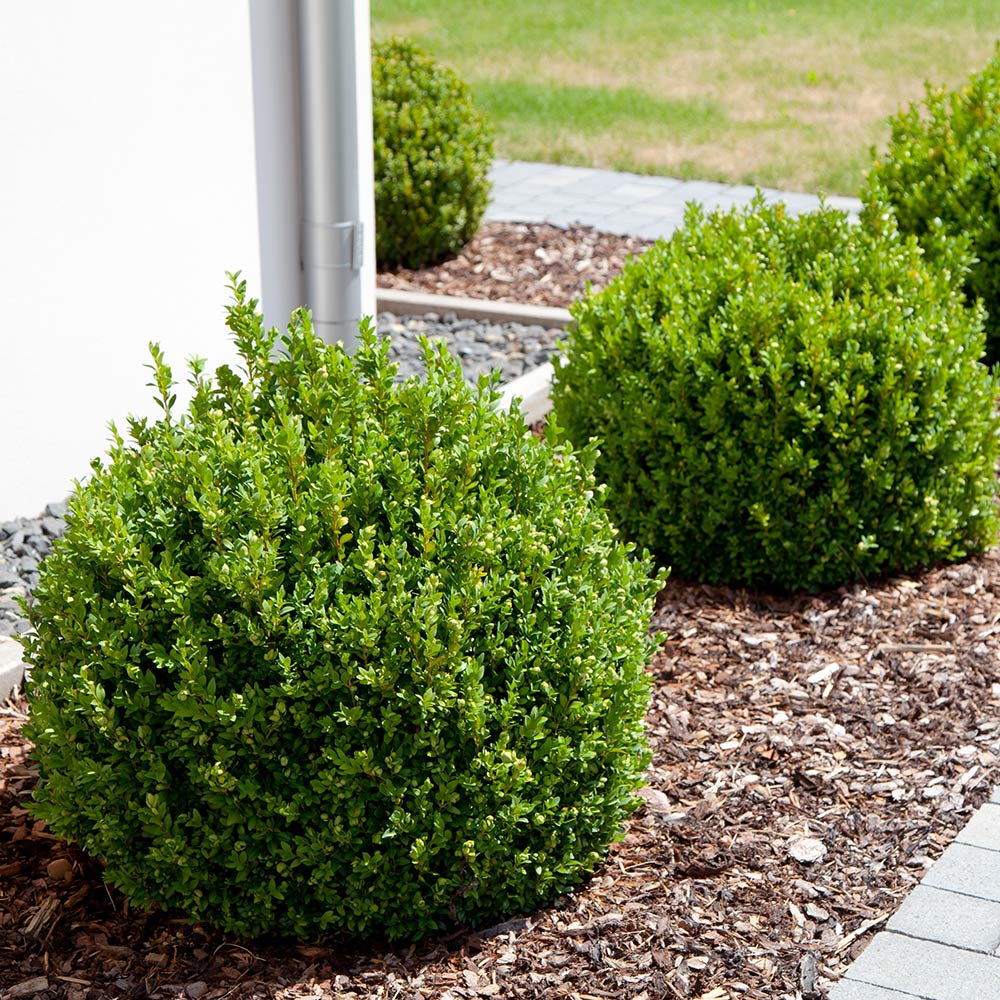 home depot bushes