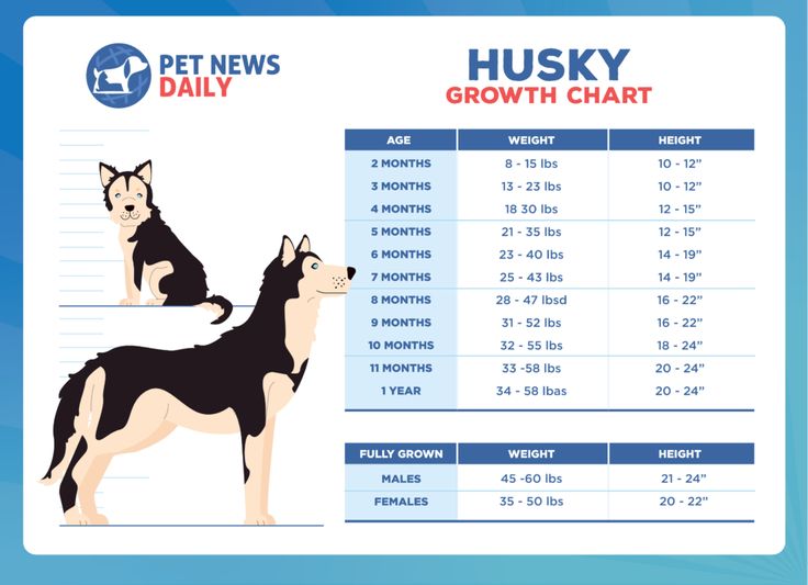 husky weight chart kg